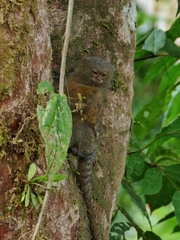 Cebuella pygmaea