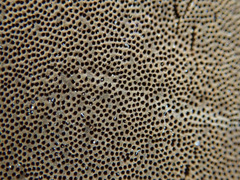 Fomitiporia hartigii