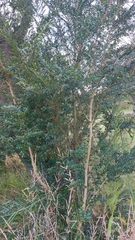 Azara microphylla