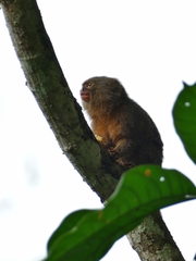 Cebuella pygmaea