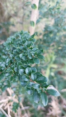 Azara microphylla