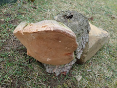 Fomitiporia hartigii