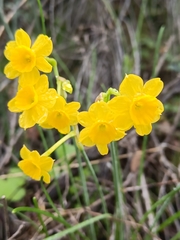 Narcissus assoanus