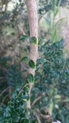 Azara microphylla