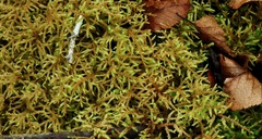 Brotherella recurvans