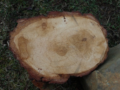 Fomitiporia hartigii