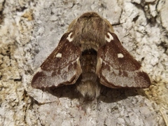 Eriogaster lanestris