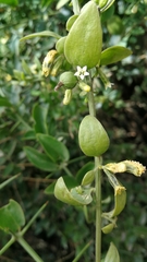 Osyridicarpos schimperianus