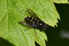 Dasysyrphus