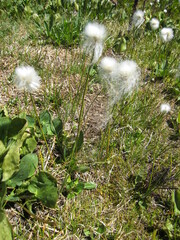 Eriophorum scheuchzeri