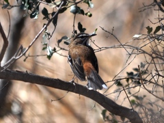 Cercotrichas leucophrys