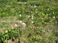 Eriophorum scheuchzeri