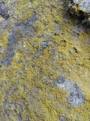Flavoplaca citrina