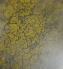 Flavoplaca citrina