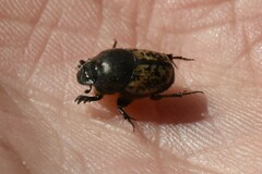 Onthophagus nuchicornis