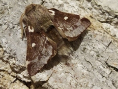 Eriogaster lanestris