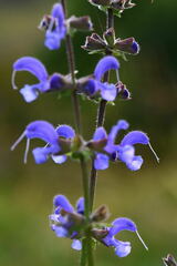 Salvia pratensis