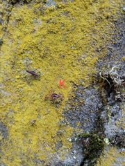 Flavoplaca citrina