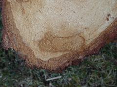 Fomitiporia hartigii