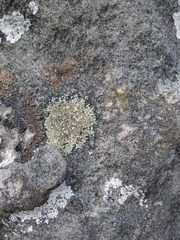 Lecanora polytropa