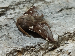 Eriogaster lanestris