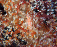 Pleurosicya boldinghi