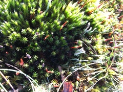 Polytrichum piliferum