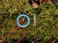 Brotherella recurvans