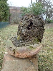 Fomitiporia hartigii