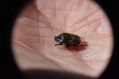 Onthophagus nuchicornis