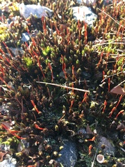 Polytrichum piliferum