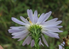 Symphyotrichum × versicolor