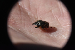 Onthophagus nuchicornis