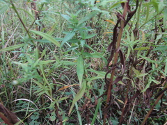 Symphyotrichum × versicolor