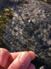 Polytrichum piliferum