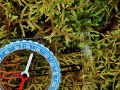 Brotherella recurvans