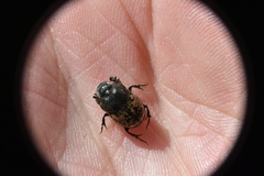 Onthophagus nuchicornis