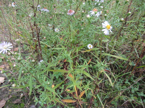 Symphyotrichum × versicolor, photograph 6