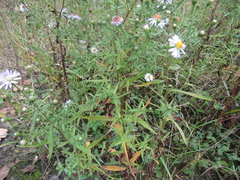 Symphyotrichum × versicolor