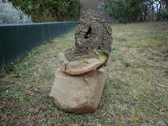 Fomitiporia hartigii