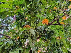 Pterocarpus santalinus