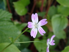 Claytonia sibirica