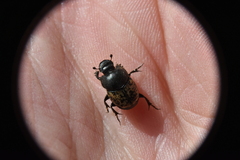 Onthophagus nuchicornis