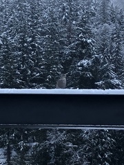 Larus glaucescens × occidentalis