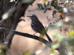 Cercotrichas leucophrys