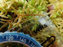 Brotherella recurvans