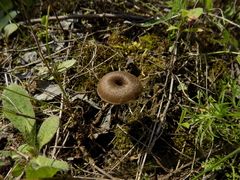 Omphalina