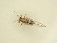 Bactericera cockerelli