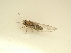 Bactericera cockerelli