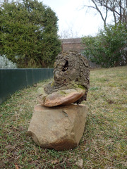 Fomitiporia hartigii